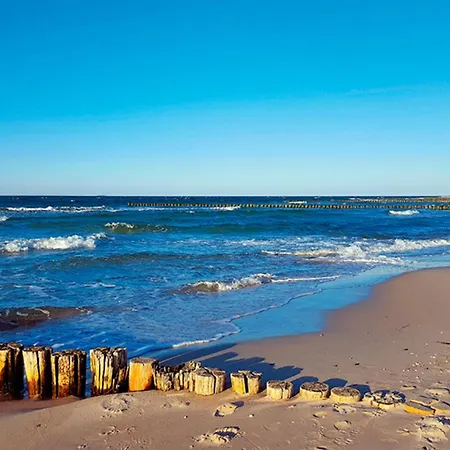 Sanddorn, Strandflieder * Prerow