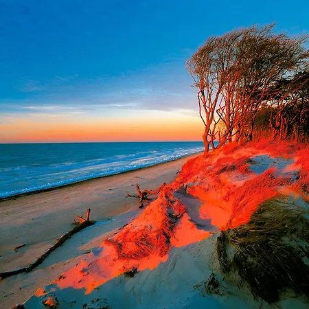 Sanddorn, Strandflieder * Prerow